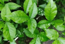 Miraculous properties of Bael Patra