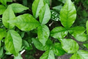 Miraculous properties of Bael Patra