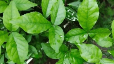 Miraculous properties of Bael Patra