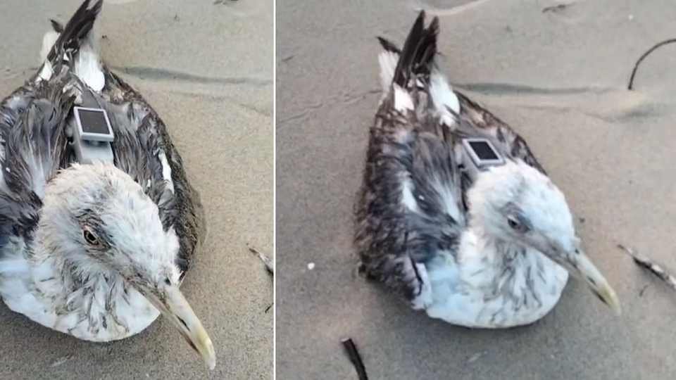 Migratory Bird GPS Tracking