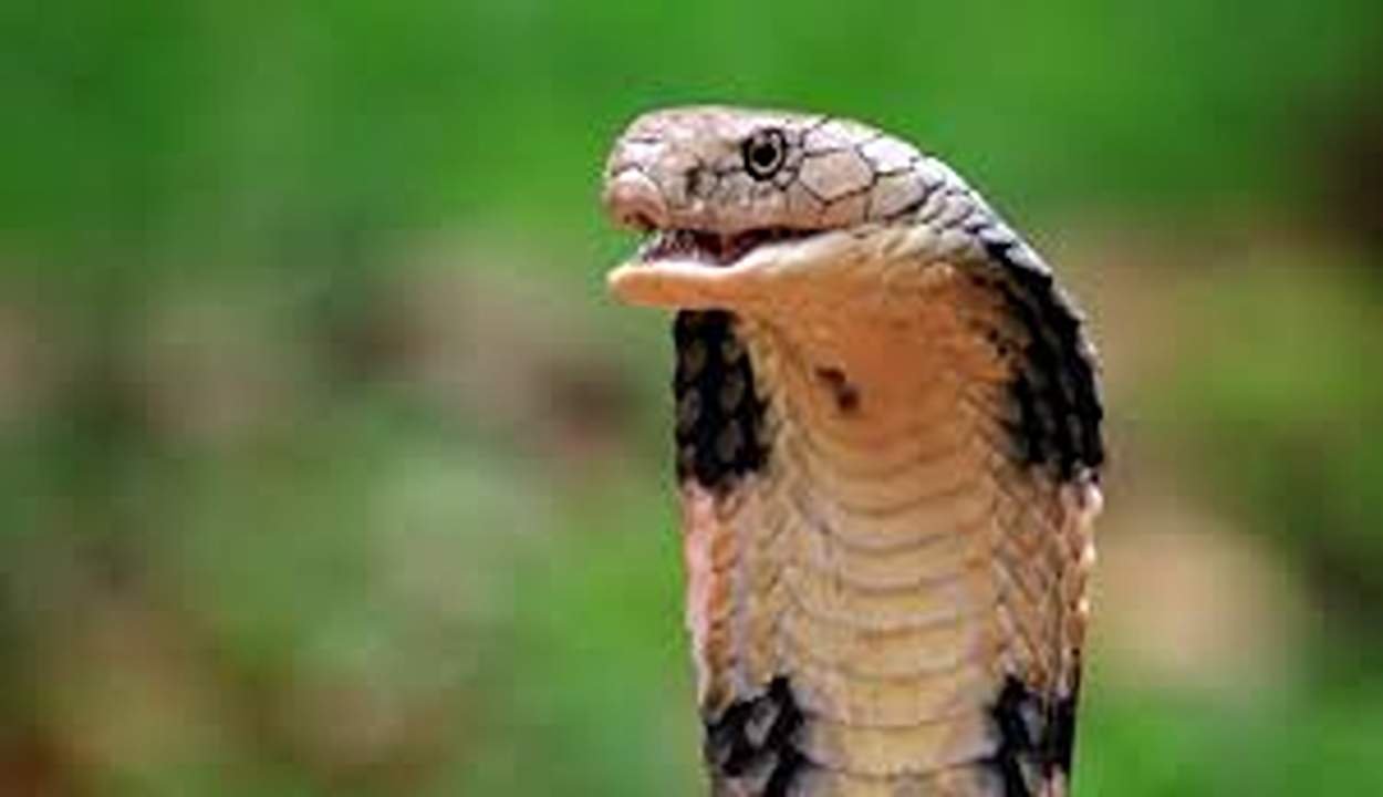 Tamil Nadu Snakebite Murder Case