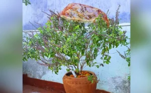 Tulsi Puja Benefits