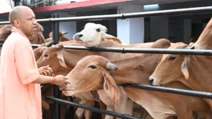 UP Cow Shelter Diet Plan