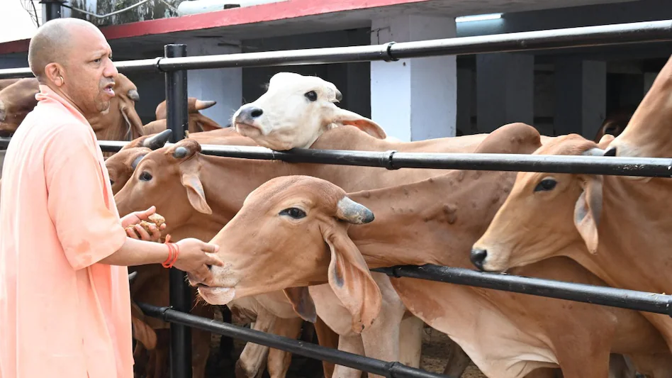 UP Cow Shelter Diet Plan