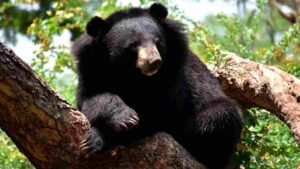 Uttarakhand Bear Attack News