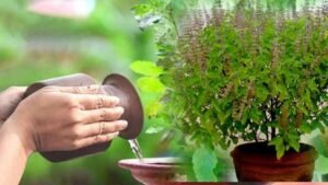 Winter Care Tips for Tulsi