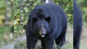 Bear Attack Panic Khadri