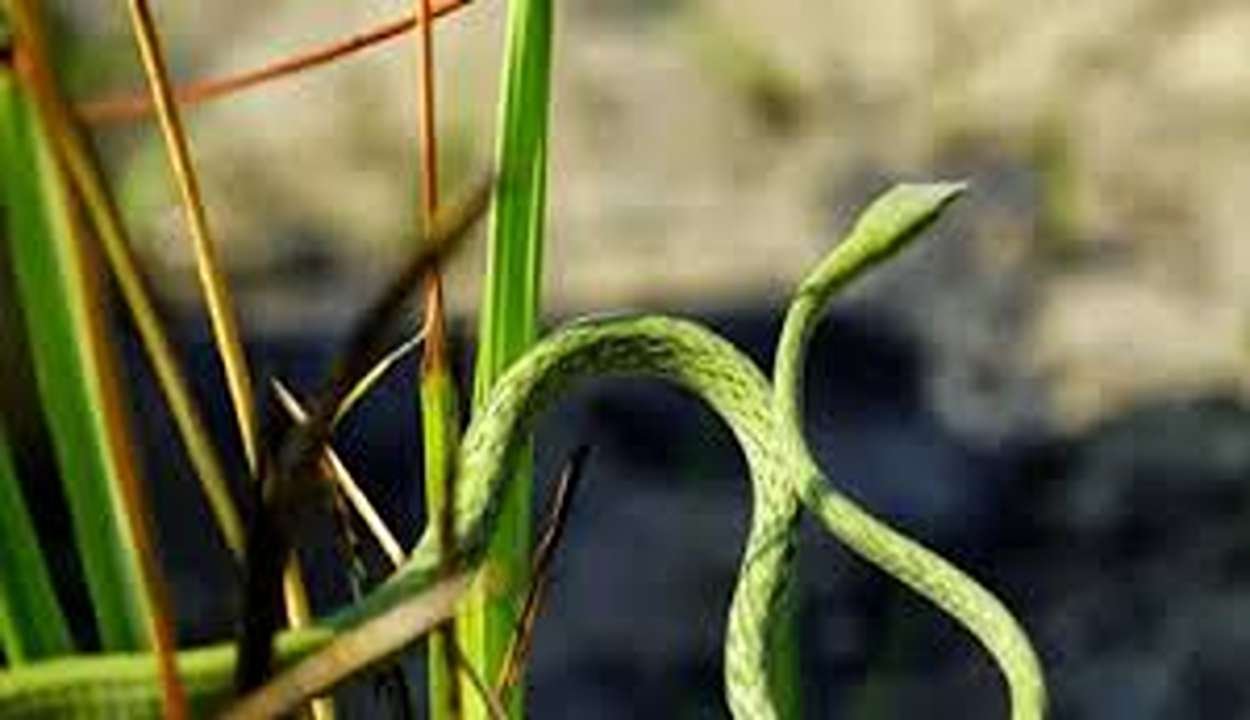 Dudhwa Snake Woman Nazrun Nisha