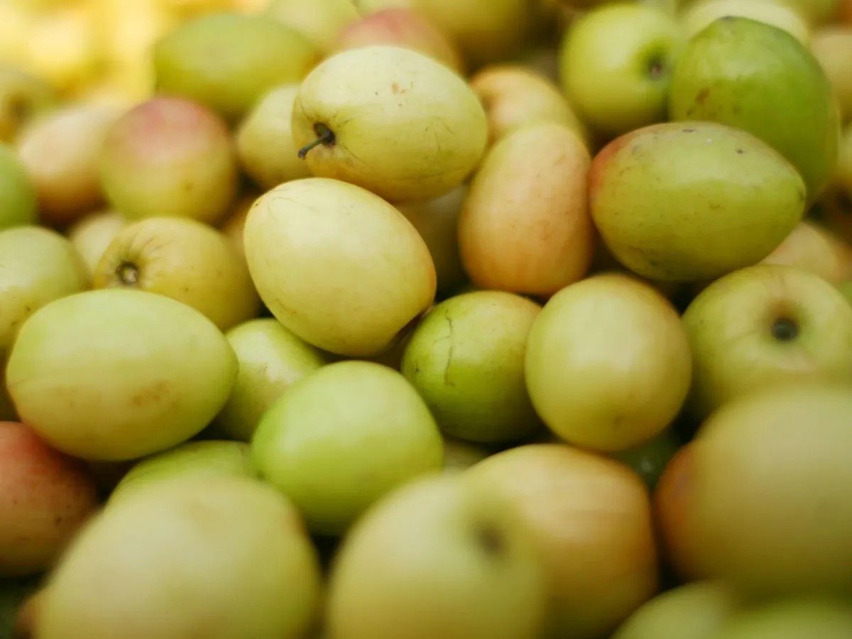 Jujube Fruit Benefits