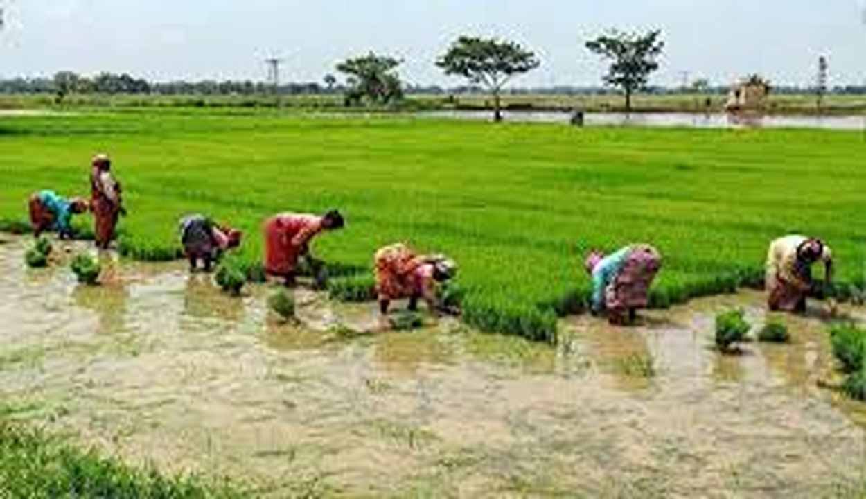 Paddy Cultivation Ban 2026