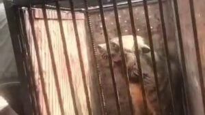 School Wildlife Safety and Rescue Operations