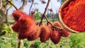 Sindoor Cultivation in Bihar 2026