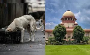 Supreme Court Stray Dogs Hearing