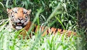 Wildlife Conservation India