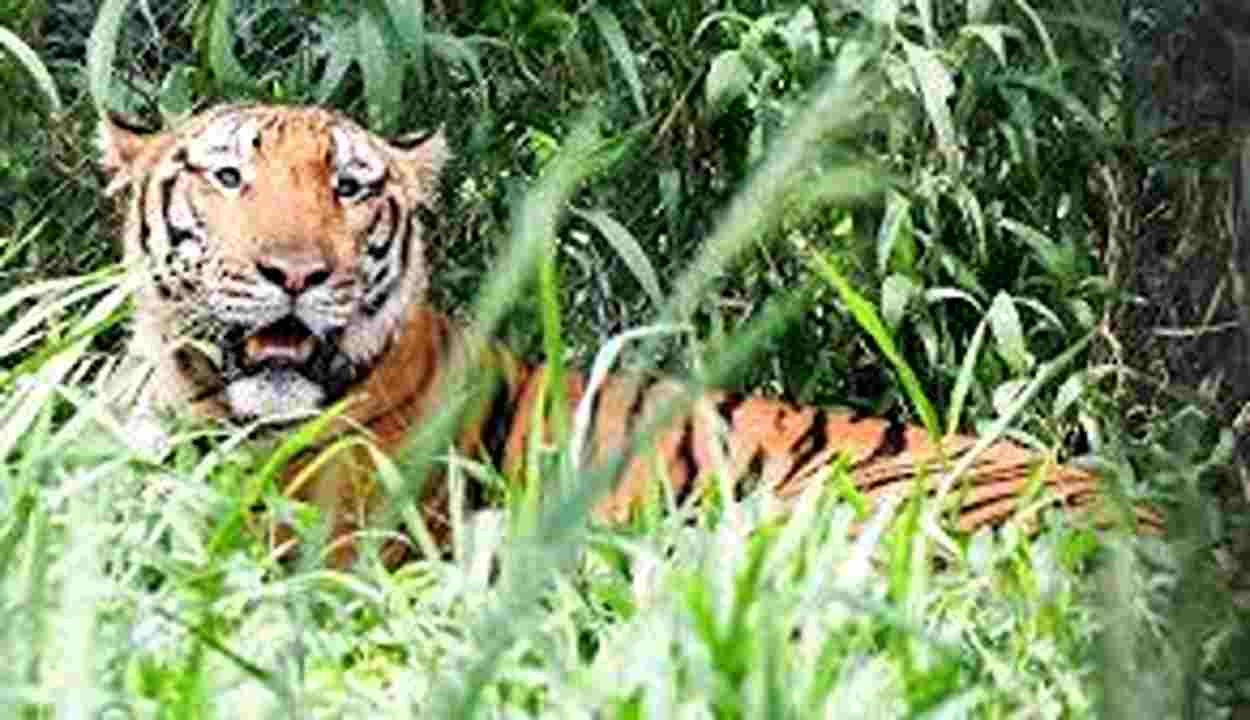 Wildlife Conservation India