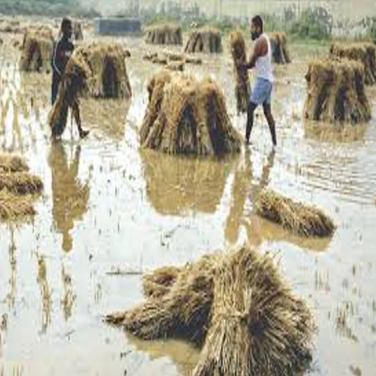 Uttar Pradesh Weather Update: उत्तर प्रदेश में बढ़ी गलन और कोहरे का प्रकोप, ओलावृष्टि से फसलों को भारी नुकसान