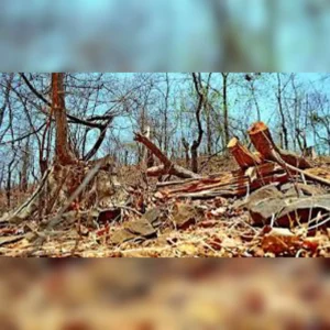 uttarakhand-forest-campa-fund-scam-news