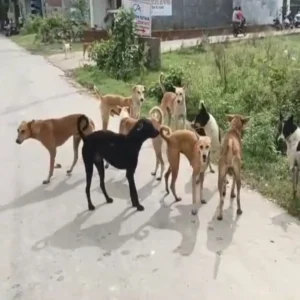 barabanki dog bite incident 11 injured