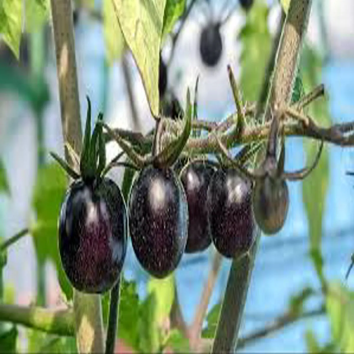 Blacktomato Blacktomato Kale Tmatr Phayde Seht