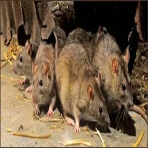 kanpur mandi rat control plan