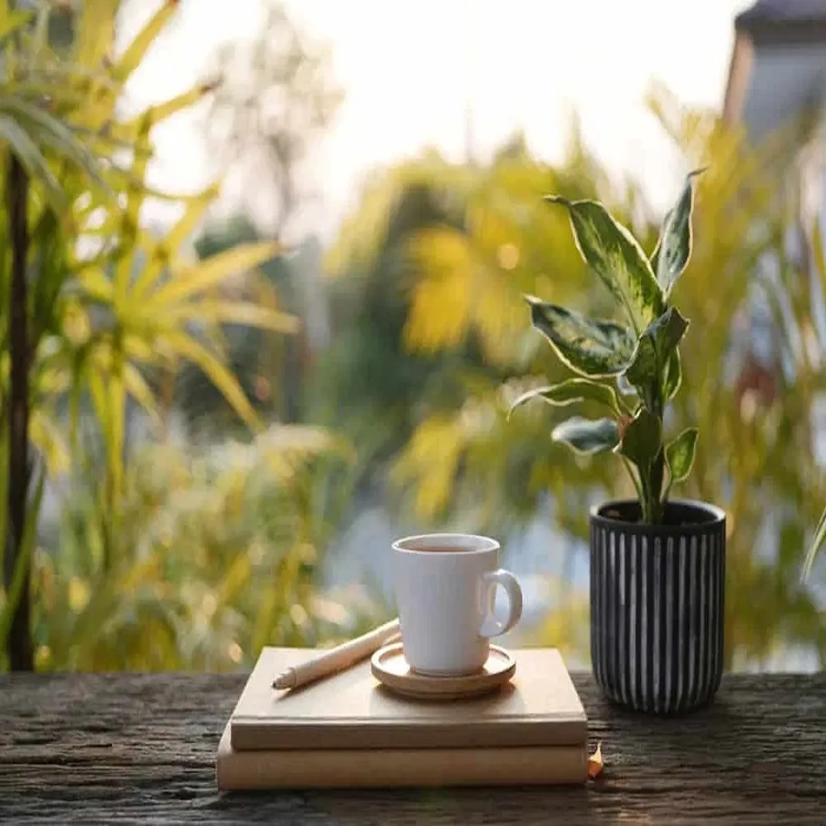 Morning Drink Morning Drink Alg Svasthy