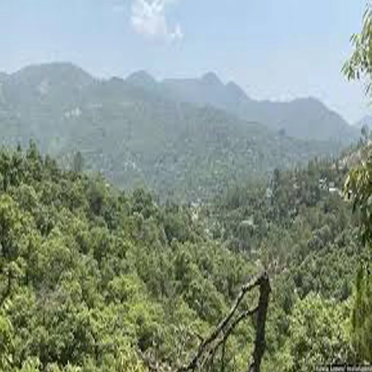 Forestrevival Forestrevival Paudi Men Sat Pnchayton