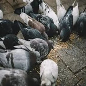 pigeon feeding elderly woman fined singapore