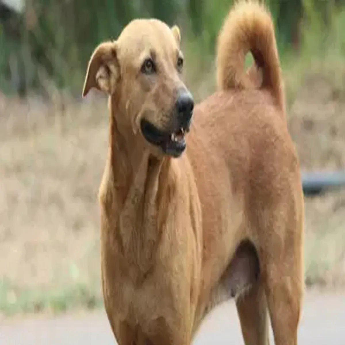 Rabiesfear Rabiesfear Kutte Katne Bad Men