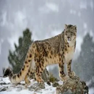 snow leopard darma valley biodiversity sign