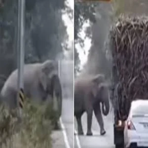 sri lanka elephant road toll video