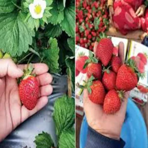 vegetable adulteration doctor warning