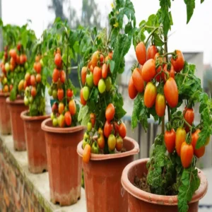 balcony tomato growing home gardening tips