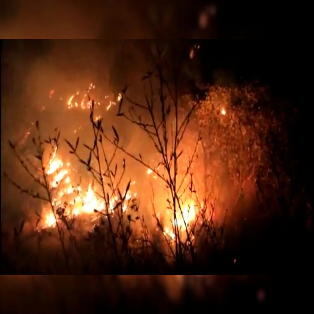 Forestfirecontrol Forestfirecontrol Nainital Men Vnagni Rokne