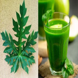 papaya leaf juice fever benefits analysis