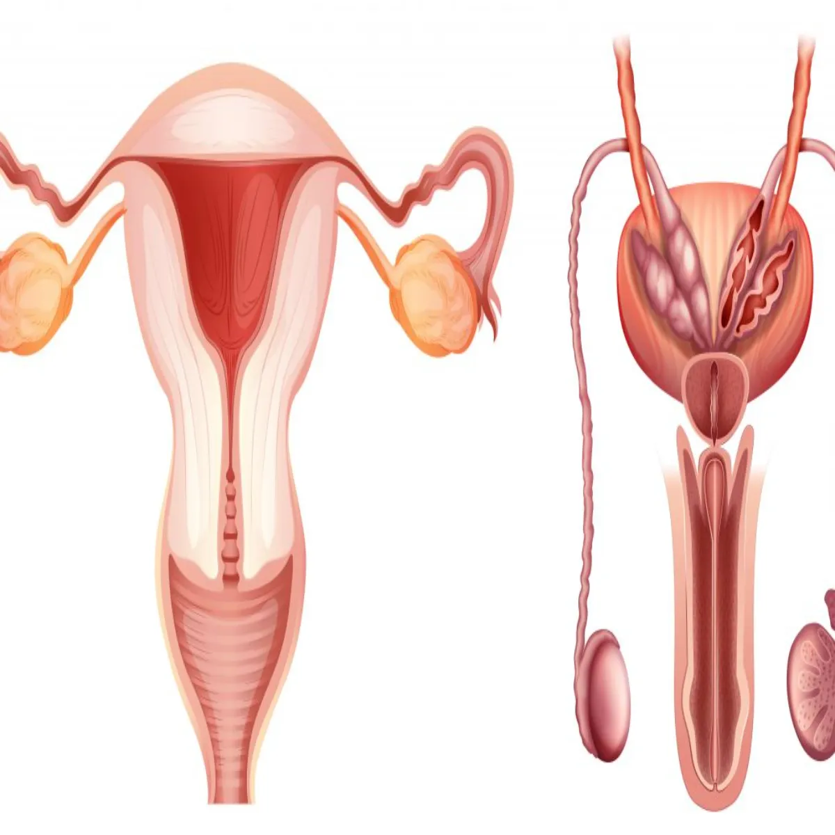Prostatecancer Prostatecancer Aam Gltphhmiyon Kar Deri
