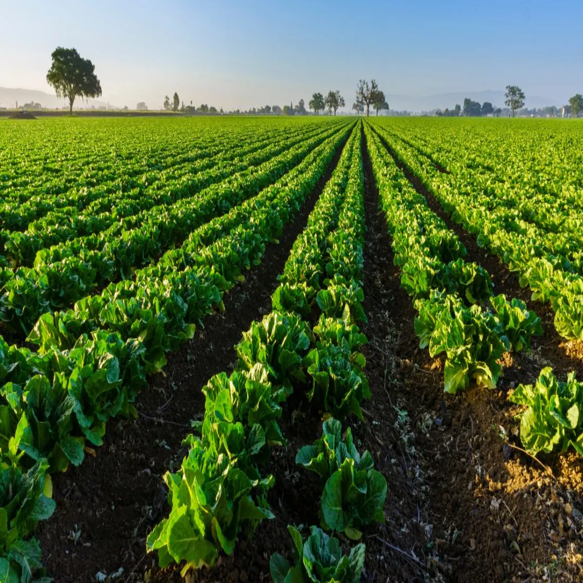 Punjabagriculture Punjabagriculture Loksbha Men Uthi Pnjab