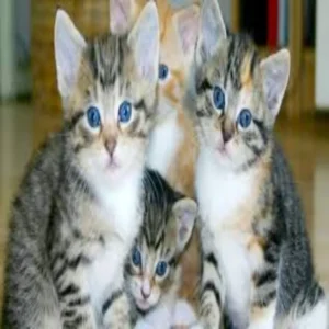 bangalore cat custody family dispute