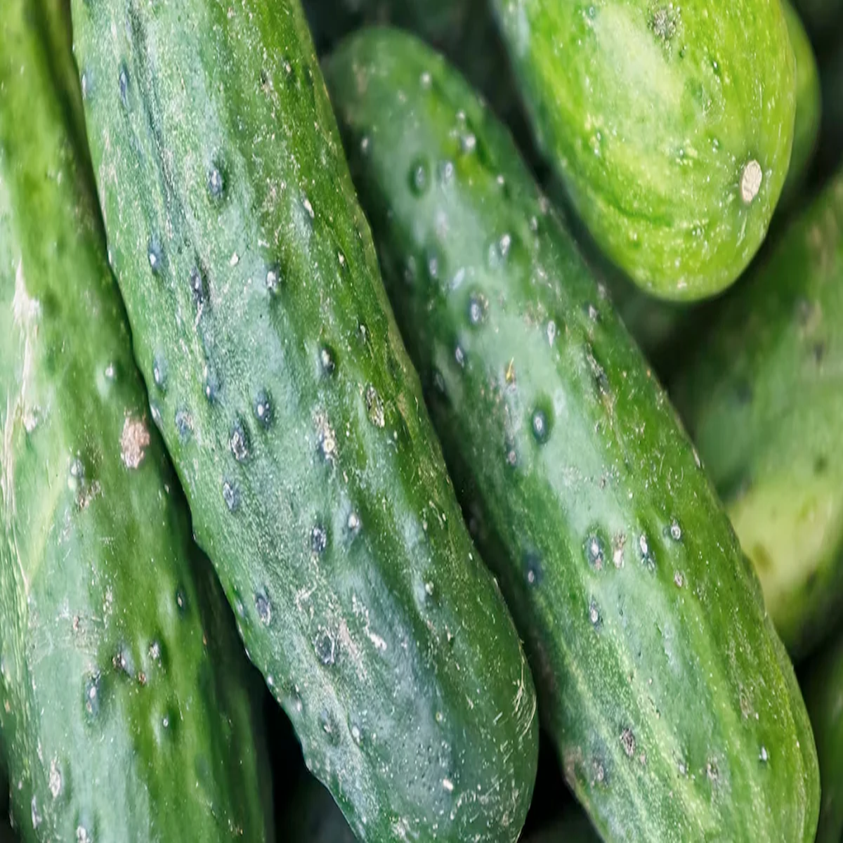 Cucumbertiming Cucumbertiming Janen Kyon Jruri Khira