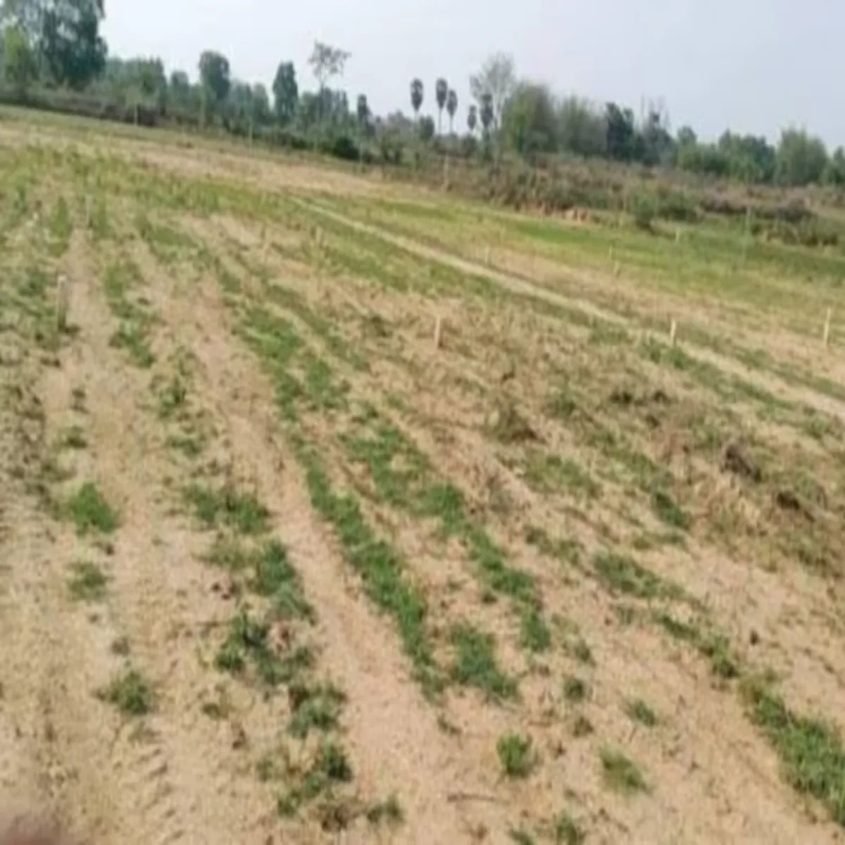 Landsurvey Landsurvey Bihar Men Asrvekshit Jminon