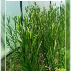 chamoli seed bank traditional farming initiative
