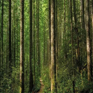 dehradun sal forest pest crisis