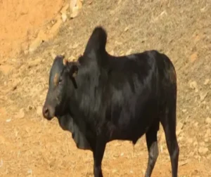 elderly man stuck between bull viral video e1776063873459