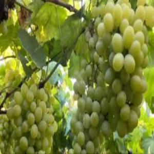 grapes safety quality check