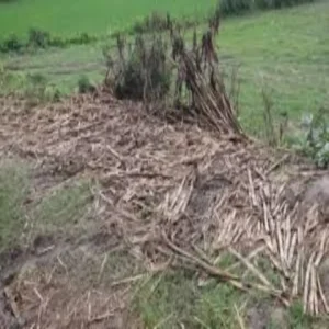 husband axe attack wife case