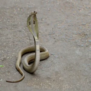 karnal cobra bite youth death incident