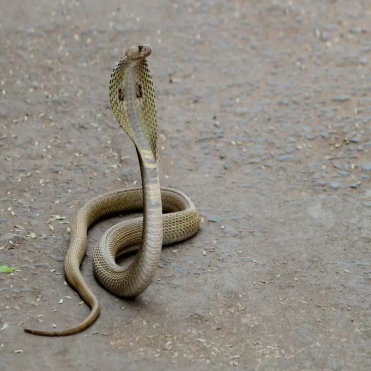 Snakebite Snakebite Krnal Men Kobra Dnsne