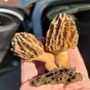 kashmir morchella mushroom farming innovation