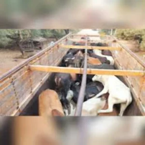 meerut cow smuggling police encounter case