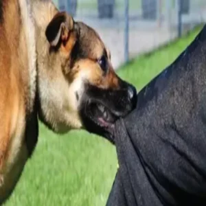 muzaffarpur stray dog attack child death