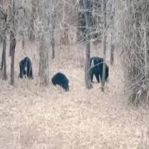 rishikesh snake sighting tehri bear action
